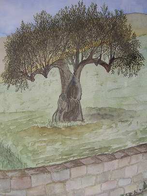 Olivenbaum an einer Mauer