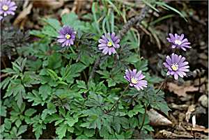 Stern-Anemone