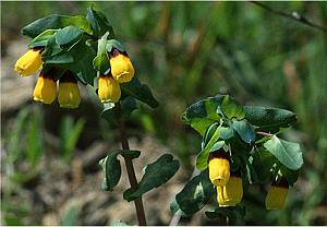 Große Wachsblume